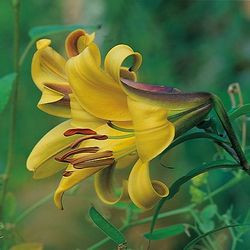 Lilium Golden Splendour', Lily 'Golden Splendour', Trumpet Lily 'Golden Splendour', Lilium Golden Splendor', Lily 'Golden Splendor,Summer flowering Bulb, early summer flowering lilies, yellow lilies